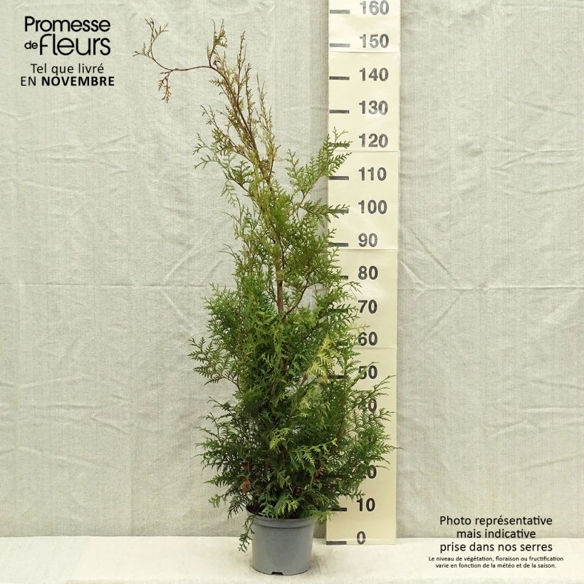 Thuja occidentalis Brabant - Canadian Arborvitae 4L/5L pot sample as delivered in autumn