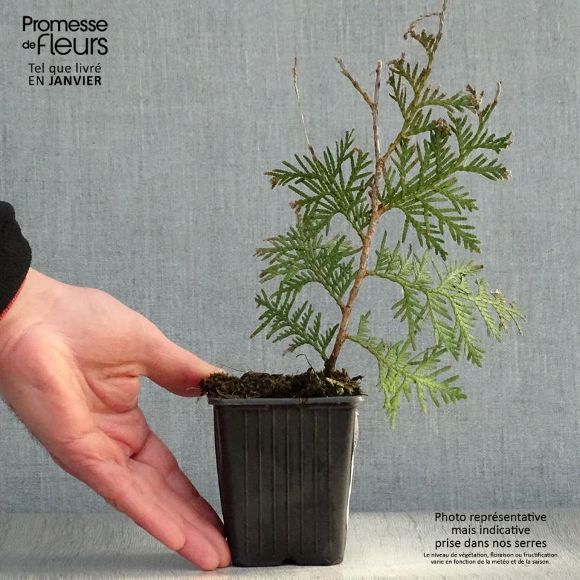 Thuja occidentalis Brabant - Canadian Arborvitae 8/9 cm pot sample as delivered in winter