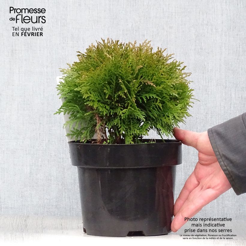 Thuja occidentalis Danica - Canadian Arborvitae 2L/3L pot sample as delivered in winter