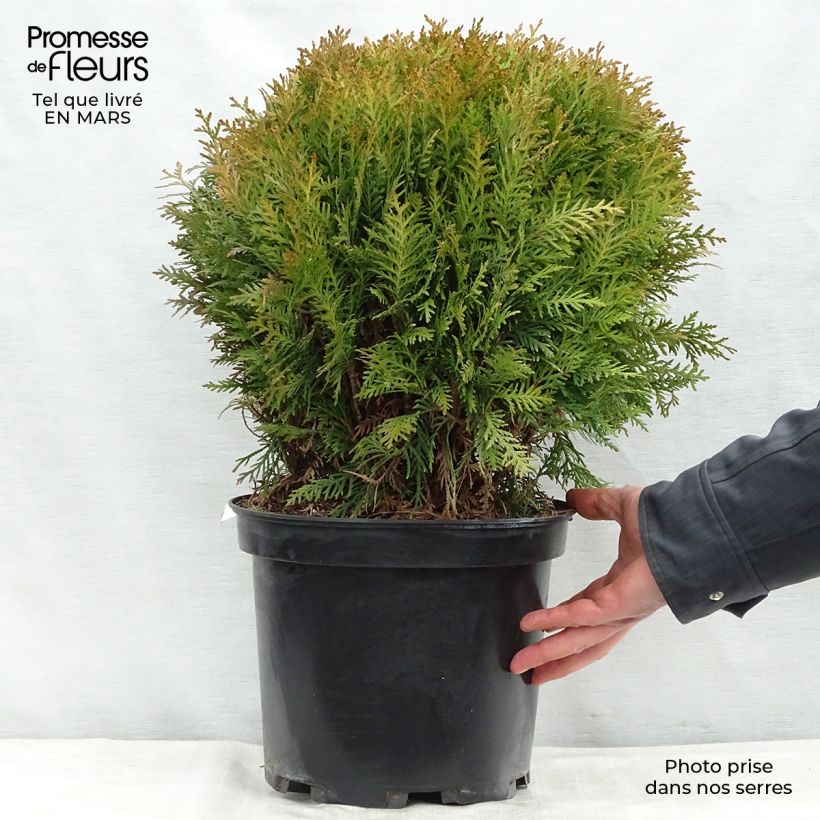 Thuja occidentalis Danica - Canadian Arborvitae 7.5L/10L pot sample as delivered in spring
