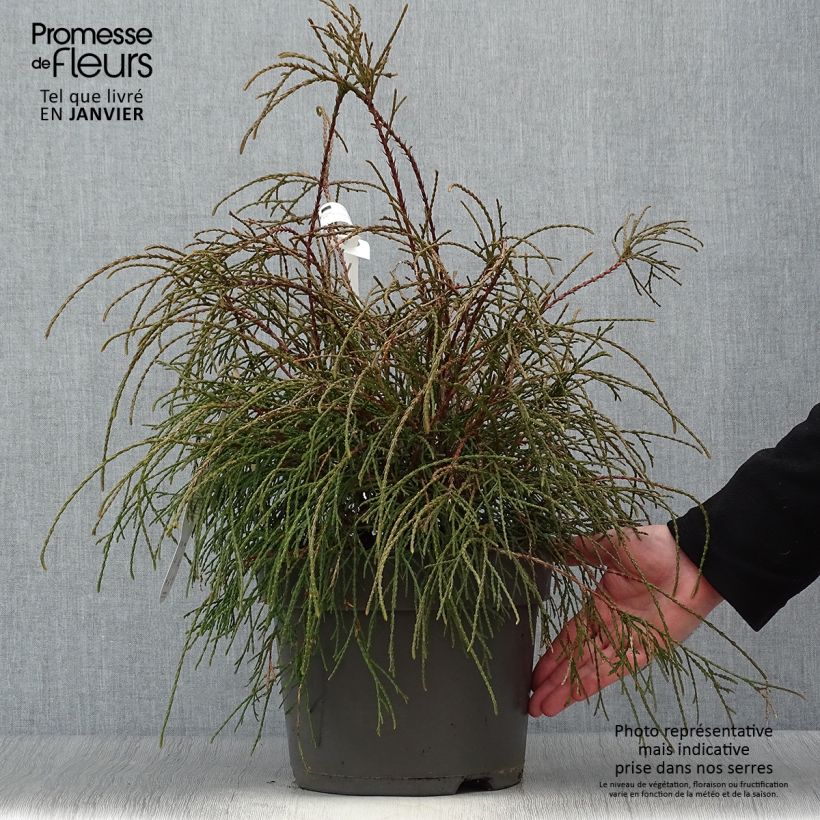 Thuja occidentalis Filiformis - Canadian Arborvitae 7.5L/10L pot sample as delivered in winter