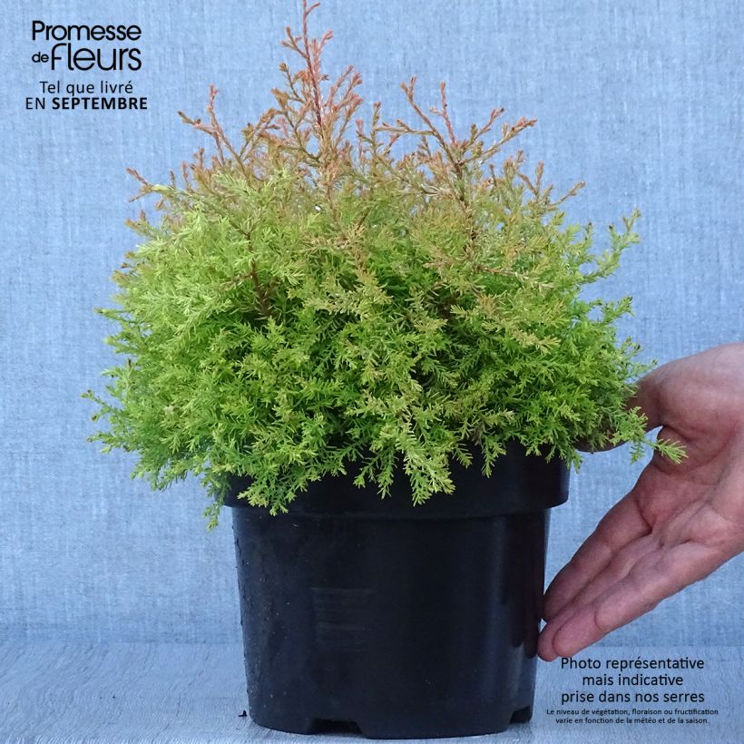 Thuja occidentalis Fire Chief - Canadian Arborvitae 2L/3L pot sample as delivered in autumn