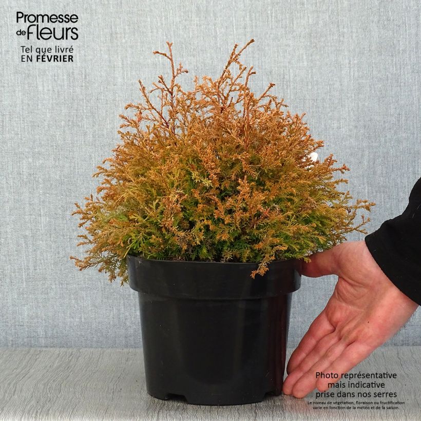 Thuja occidentalis Fire Chief - Canadian Arborvitae 2L/3L pot sample as delivered in winter