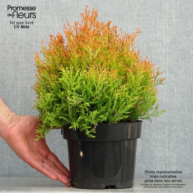 Thuja occidentalis Fire Chief - Canadian Arborvitae 2L/3L pot sample as delivered in spring