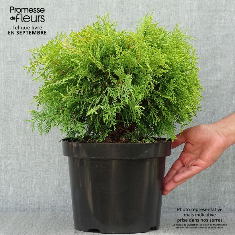 Thuja occidentalis Golden Globe - Canadian Arborvitae 7.5L/10L pot sample as delivered in autumn
