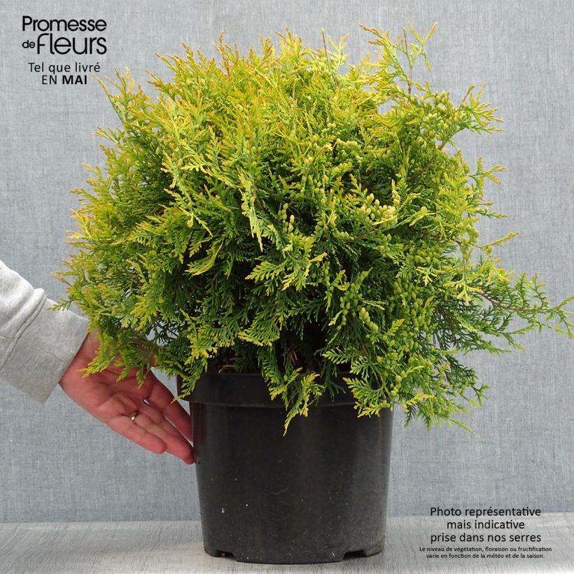 Thuja occidentalis Golden Globe - Canadian Arborvitae 7.5L/10L pot sample as delivered in spring