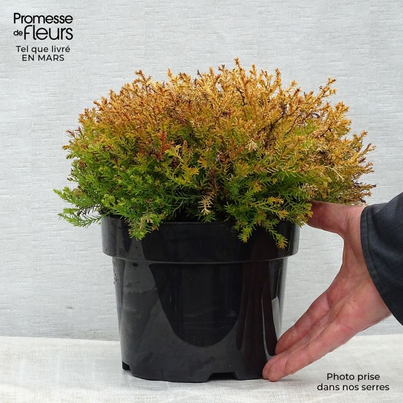 Thuja occidentalis Rheingold - Canadian Arborvitae 2L/3L pot sample as delivered in spring