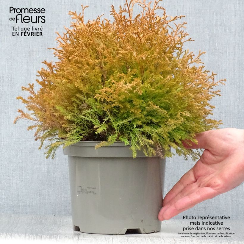 Thuja occidentalis Rheingold - Canadian Arborvitae 2L/3L pot sample as delivered in winter