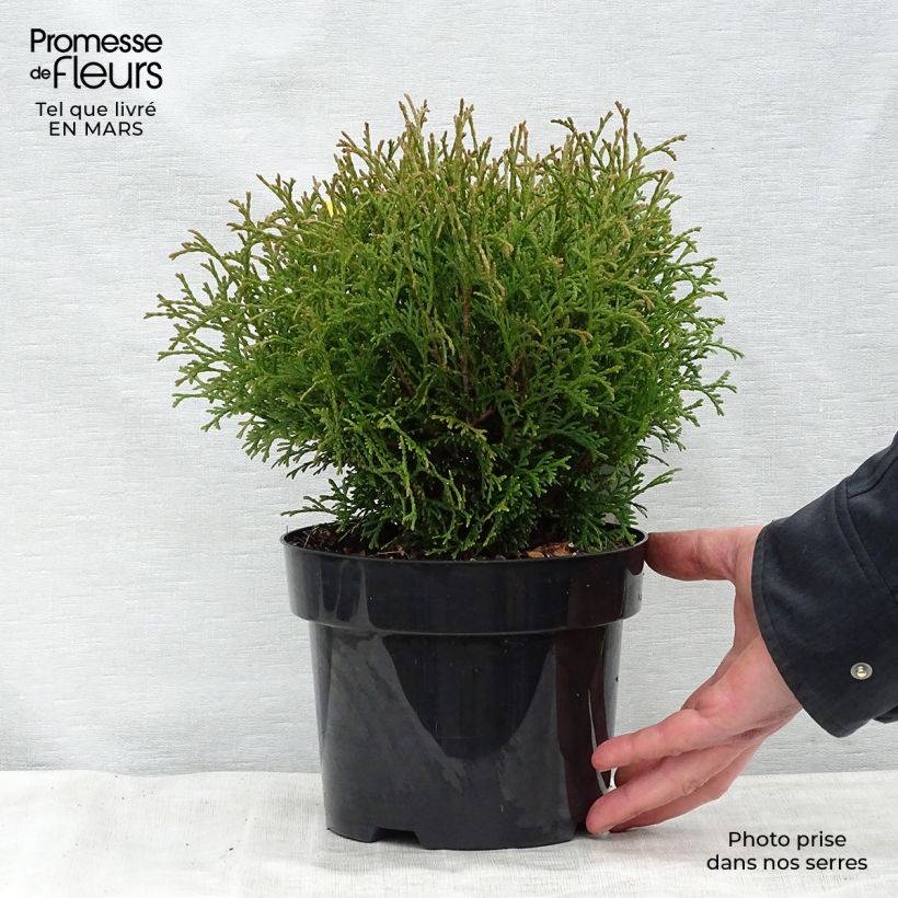 Thuja occidentalis Tiny Tim - Canadian Arborvitae 2L/3L pot sample as delivered in spring