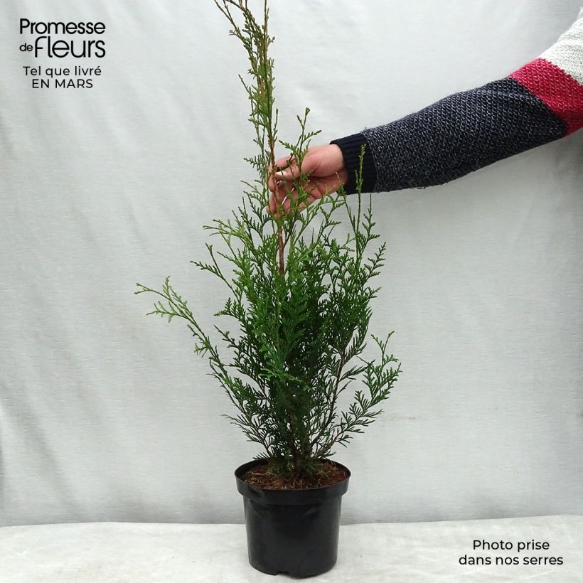 Thuja plicata Atrovirens - Western Red Cedar for hedging 2L/3L pot sample as delivered in spring