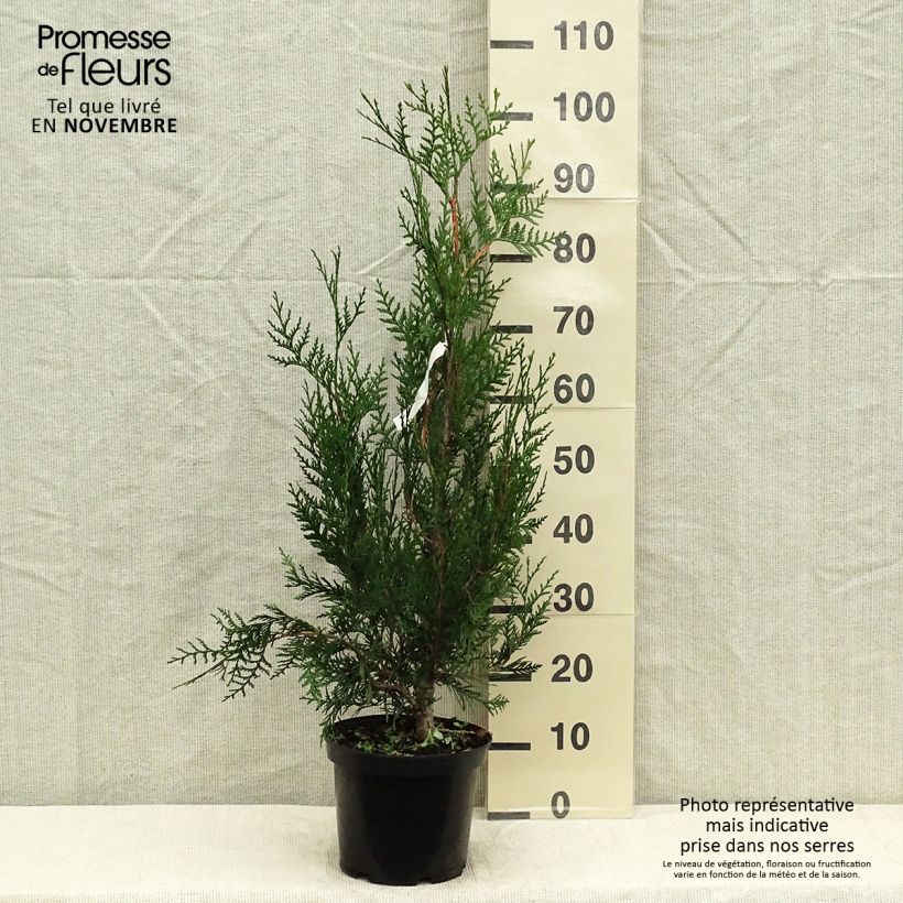 Thuja plicata Atrovirens - Western Red Cedar for hedging 4L/5L pot sample as delivered in autumn
