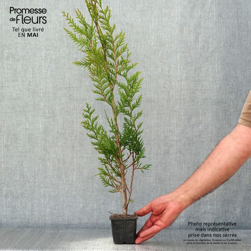 Thuja plicata Atrovirens - Western Red Cedar for hedging 8/9 cm pot sample as delivered in spring