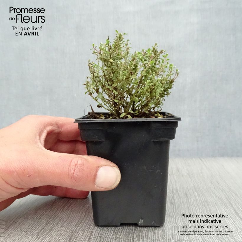 Thymus citriodorus Silver Edge - Organic Thyme 7/8 cm pot sample as delivered in spring
