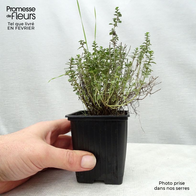 Thymus citriodorus Silver Edge - Organic Thyme 7/8 cm pot sample as delivered in winter