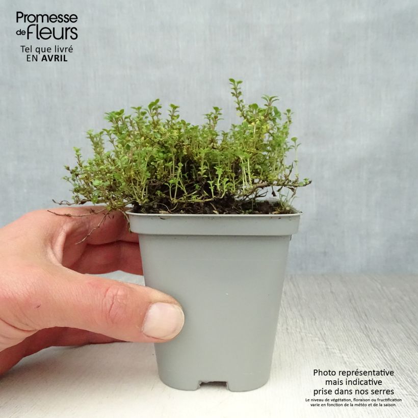 Thymus citriodorus Aureus - Lemon Thyme 8/9 cm pot sample as delivered in spring