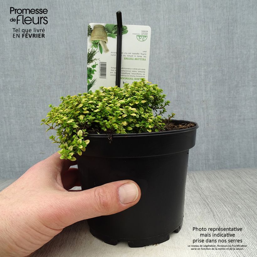 Thymus citriodorus Aureus - Lemon Thyme 1.5L/2L pot sample as delivered in winter