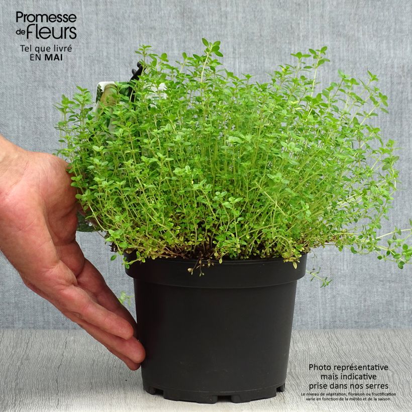 Thymus citriodorus Aureus - Lemon Thyme 1.5L/2L pot sample as delivered in spring