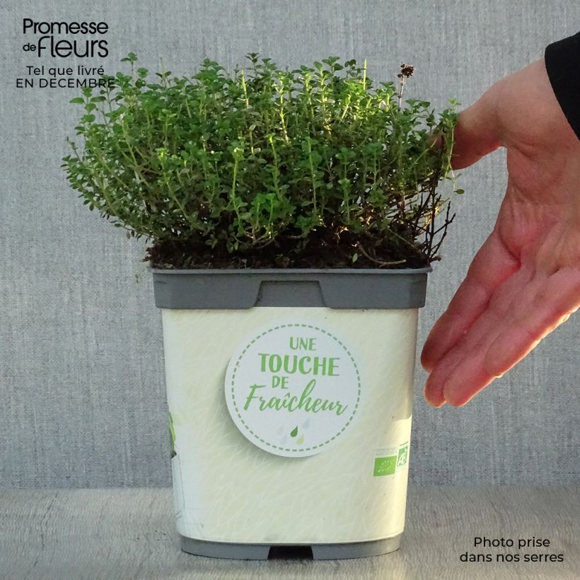 Thymus citriodorus - Lemon Thyme in Organic Plant 2L/3L pot sample as delivered in winter