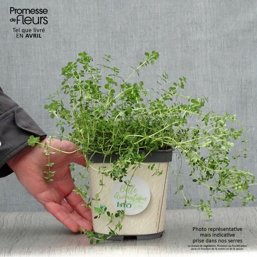Thymus citriodorus - Lemon Thyme in Organic Plant 2L/3L pot sample as delivered in spring