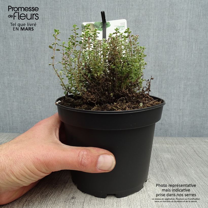 Thymus citriodorus Silver Queen - Lemon Thyme 1.5L/2L pot sample as delivered in spring