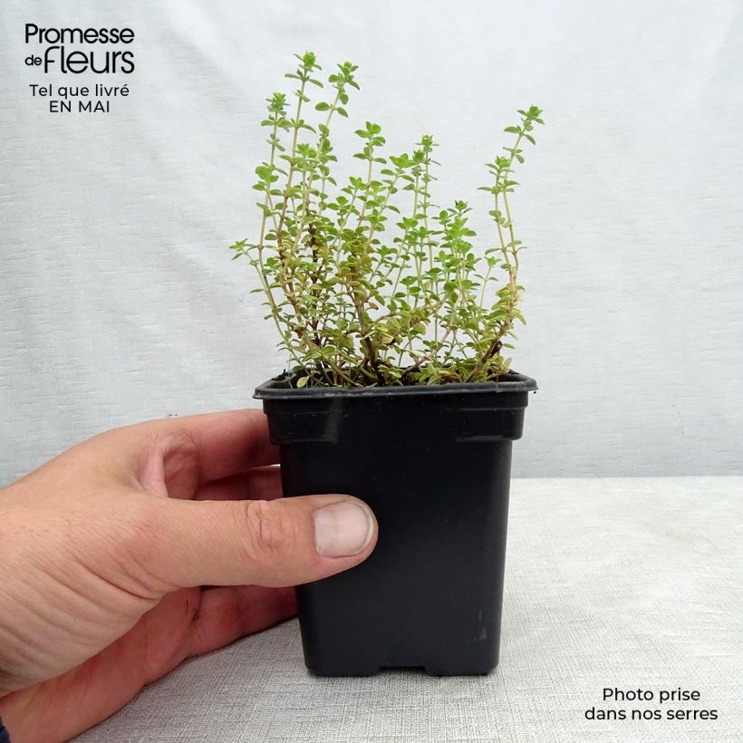 Thymus citriodorus variegated - Lemon Thyme 7/8 cm pot sample as delivered in spring