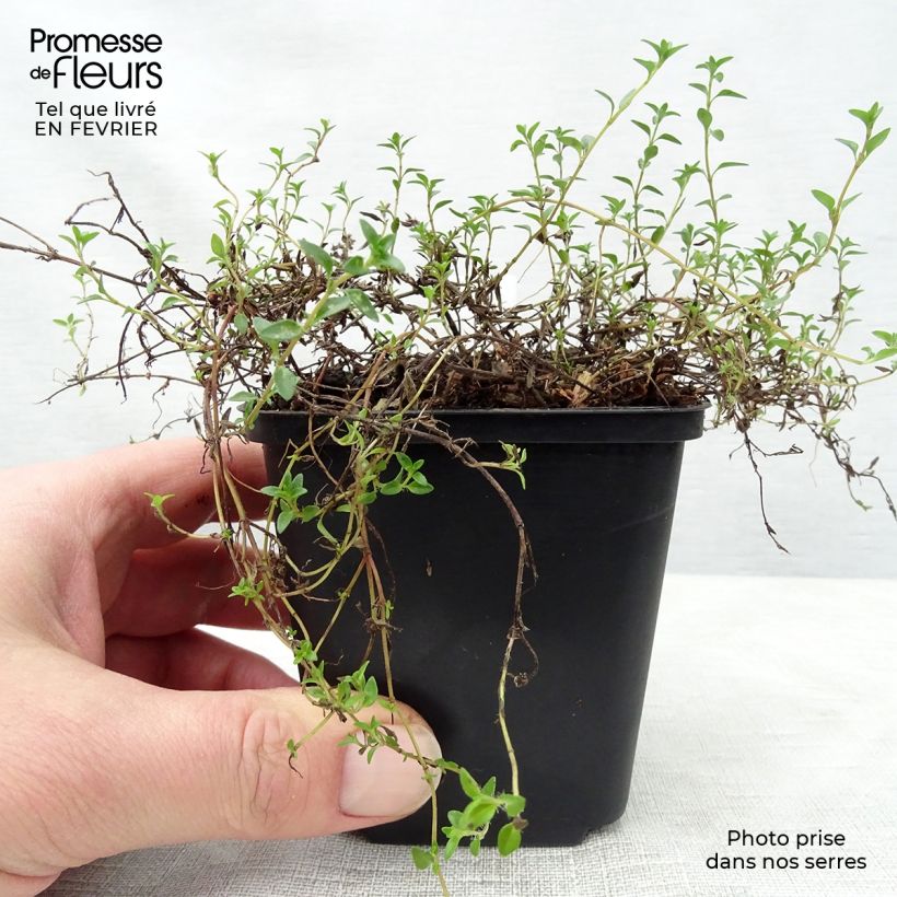 Corsican Thyme - Thymus herba-barona 8/9 cm pot sample as delivered in winter