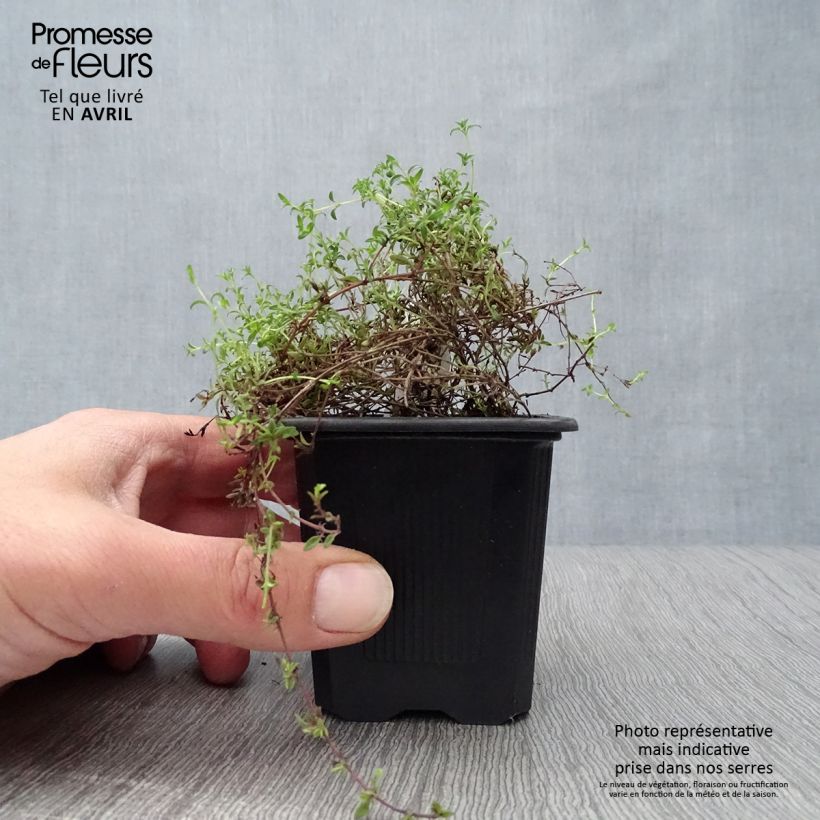 Corsican Thyme - Thymus herba-barona 8/9 cm pot sample as delivered in spring