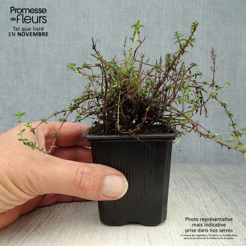 Corsican Thyme - Thymus herba-barona 8/9 cm pot sample as delivered in autumn