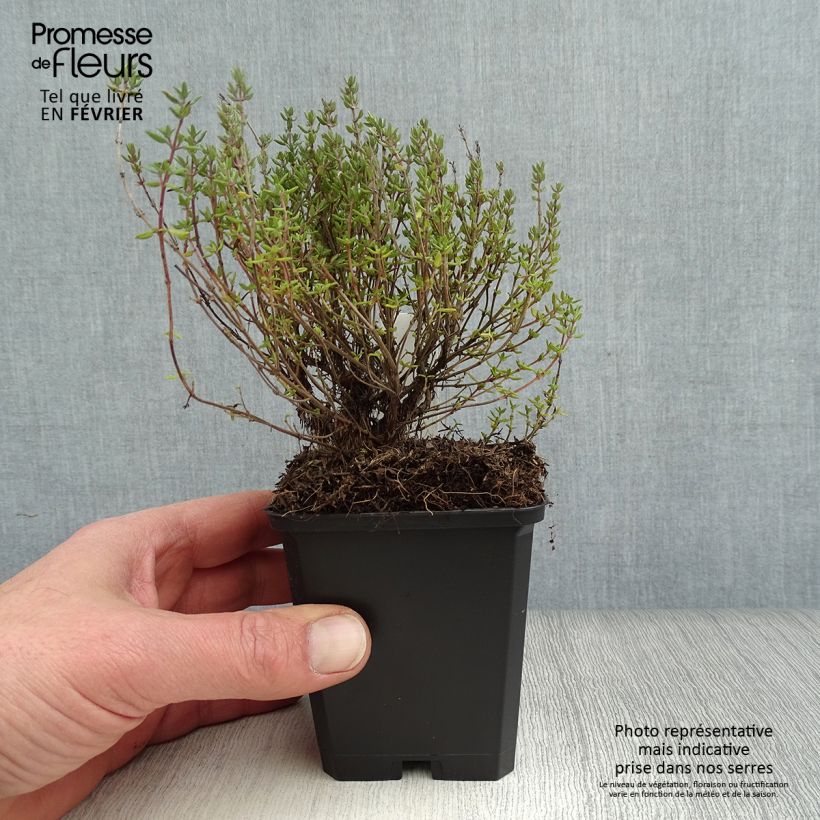Thymus vulgaris Compactus - Winter Thyme 8/9 cm pot sample as delivered in winter