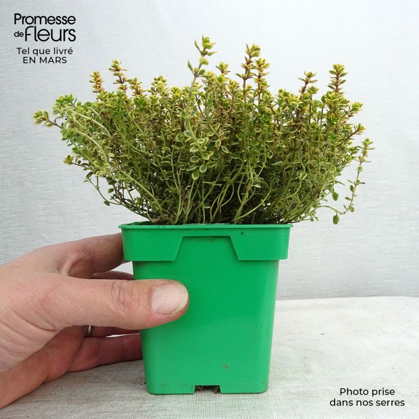 Thymus vulgaris Golden - Golden Thyme 10cm/11cm pot sample as delivered in winter