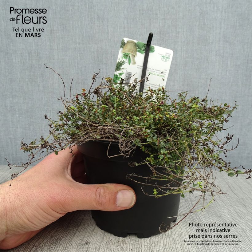 Thymus citriodorus Doone Valley - Lemon Thyme 1L/1.5L pot sample as delivered in spring