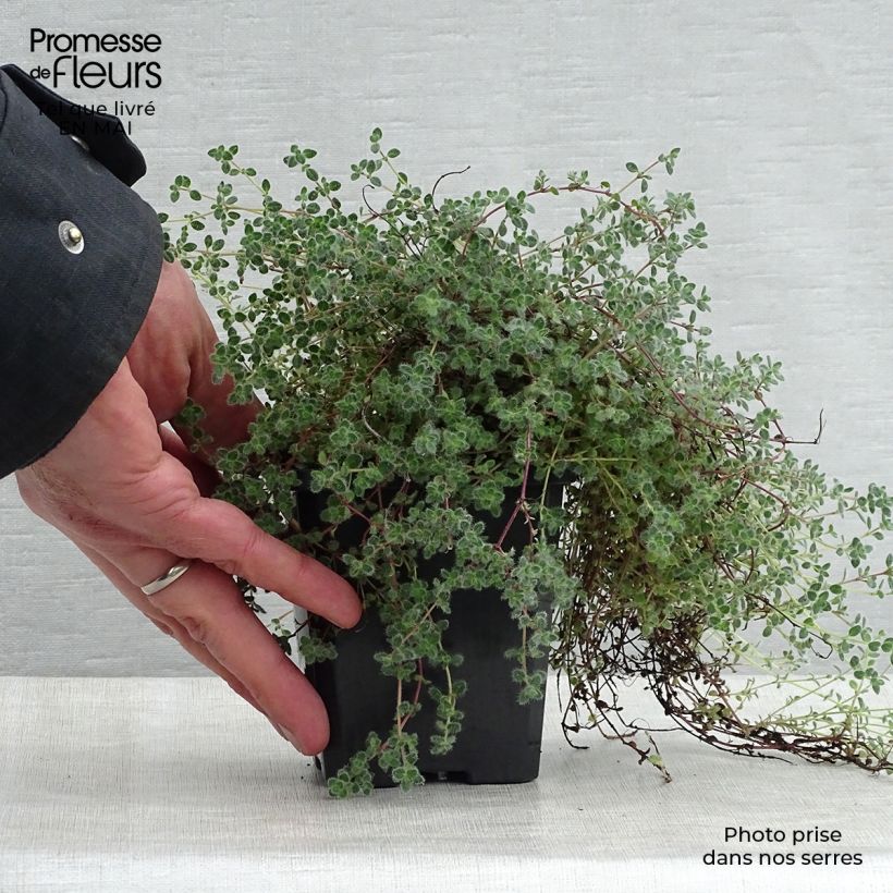 Thymus pseudolanuginosus - Thyme 8/9 cm pot sample as delivered in spring
