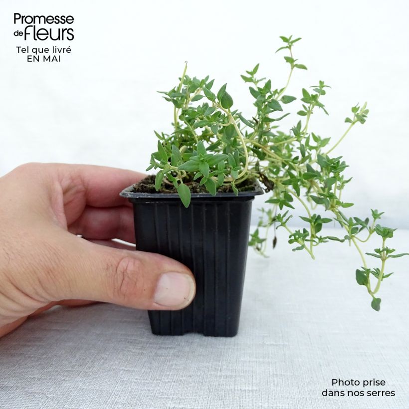 Thymus officinalis - Organic Thyme 8/9 cm pot sample as delivered in spring
