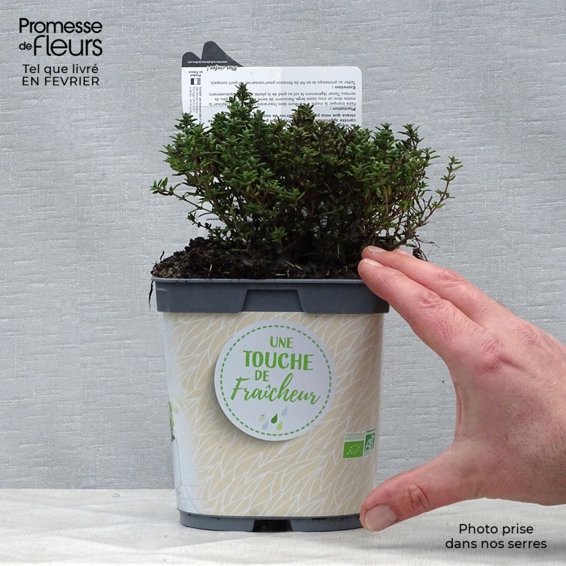 Thymus officinalis - Organic potted Thyme 1L/1.5L pot sample as delivered in winter