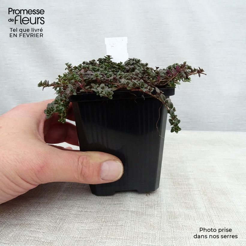 Thymus praecox Purple Beauty - Thyme 8/9 cm pot sample as delivered in winter
