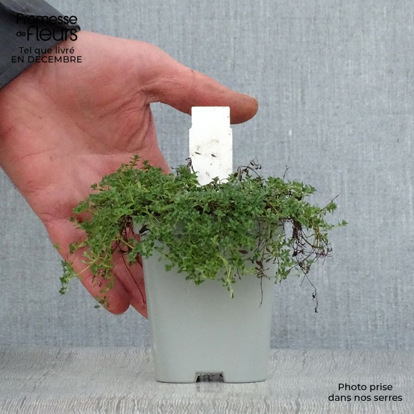 Thymus praecox Albiflorus - Thyme 8/9 cm pot sample as delivered in winter