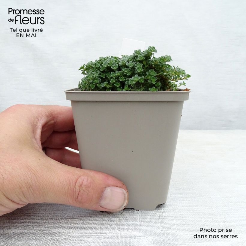 Thymus serpyllum Elfin - Thyme 8/9 cm pot sample as delivered in spring