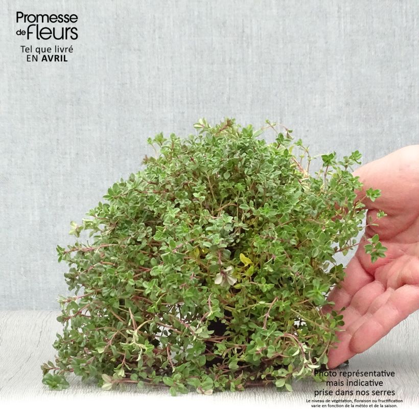 Thymus serpyllum - Wild Thyme 7/8 cm pot sample as delivered in spring