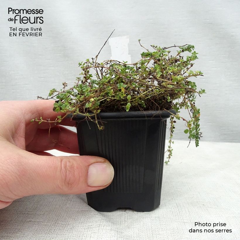 Thymus hirsutus - Thyme 8/9 cm pot sample as delivered in winter