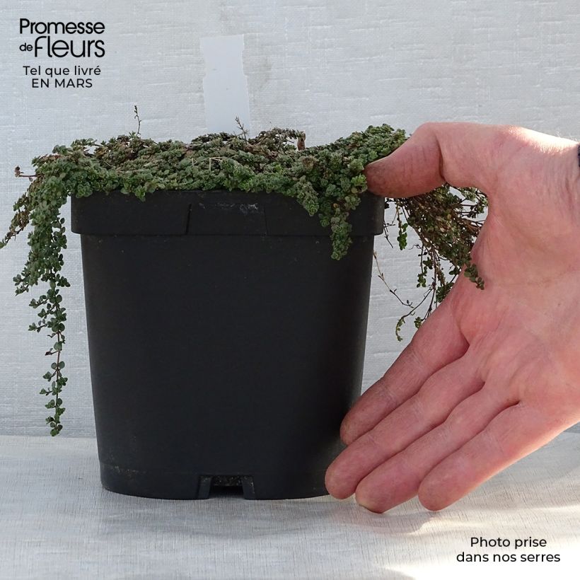 Thymus hirsutus - Thyme 2L/3L pot sample as delivered in spring