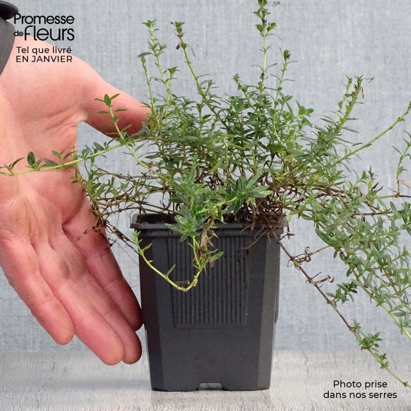 Thymus nitens - Thyme 8/9 cm pot sample as delivered in winter