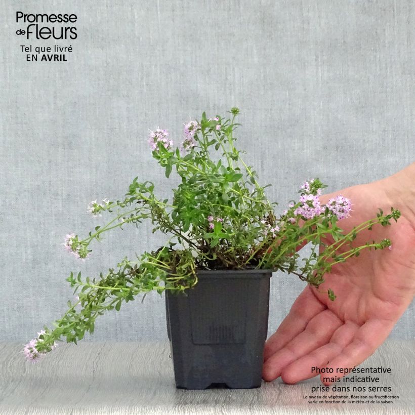 Thymus nitens - Thyme 8/9 cm pot sample as delivered in spring