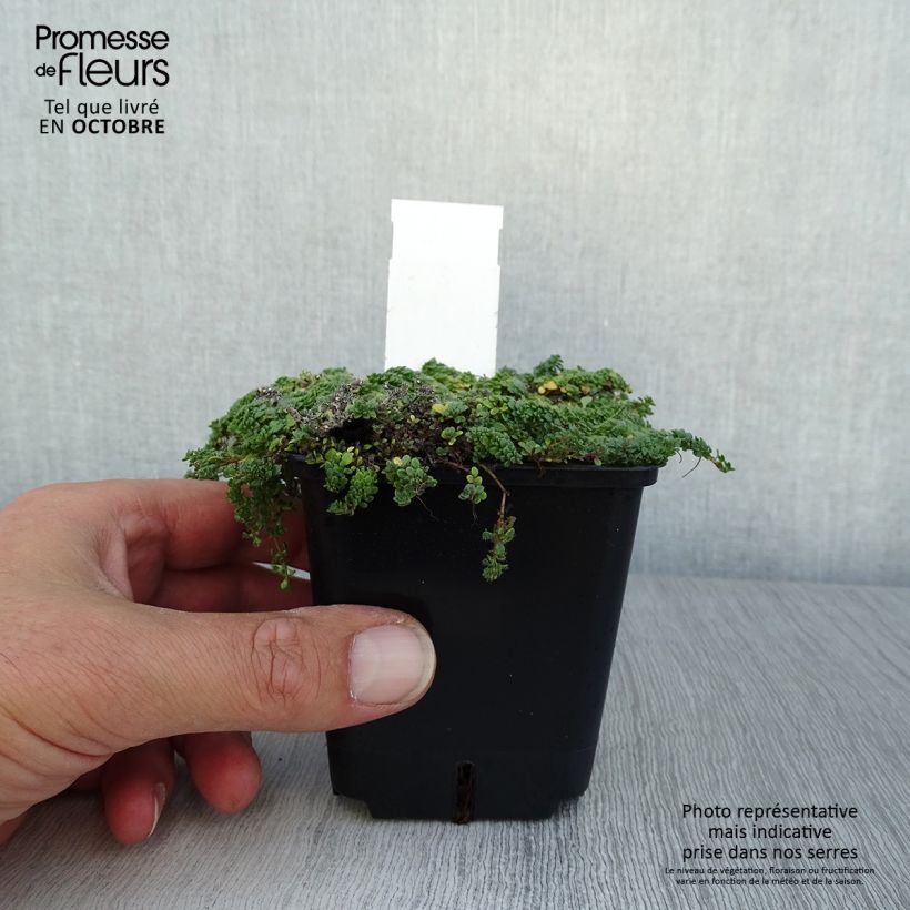 Thymus praecox Minor - Thyme 8/9 cm pot sample as delivered in autumn