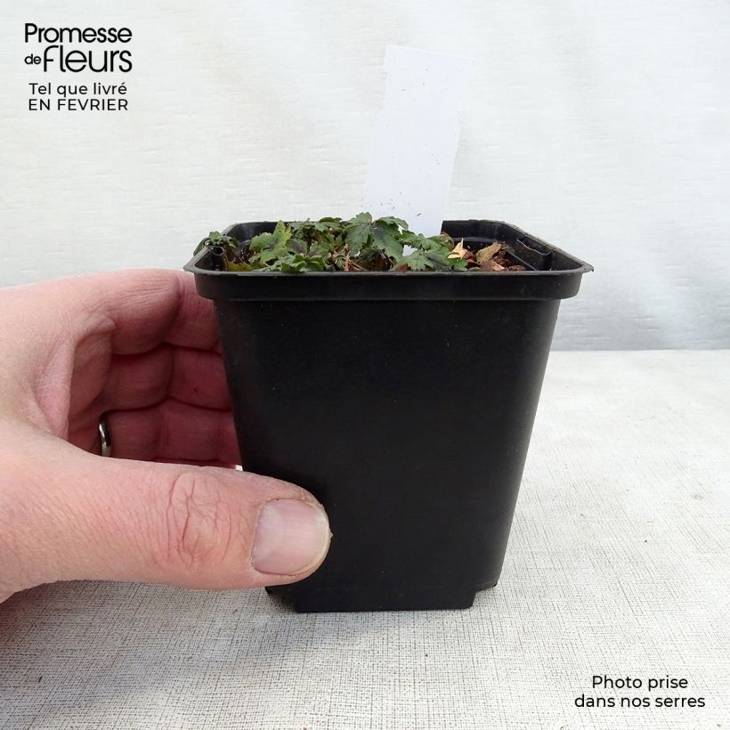 Tiarella  Angel Wings 'Gowing' (Fox Series) 8/9 cm pot sample as delivered in winter