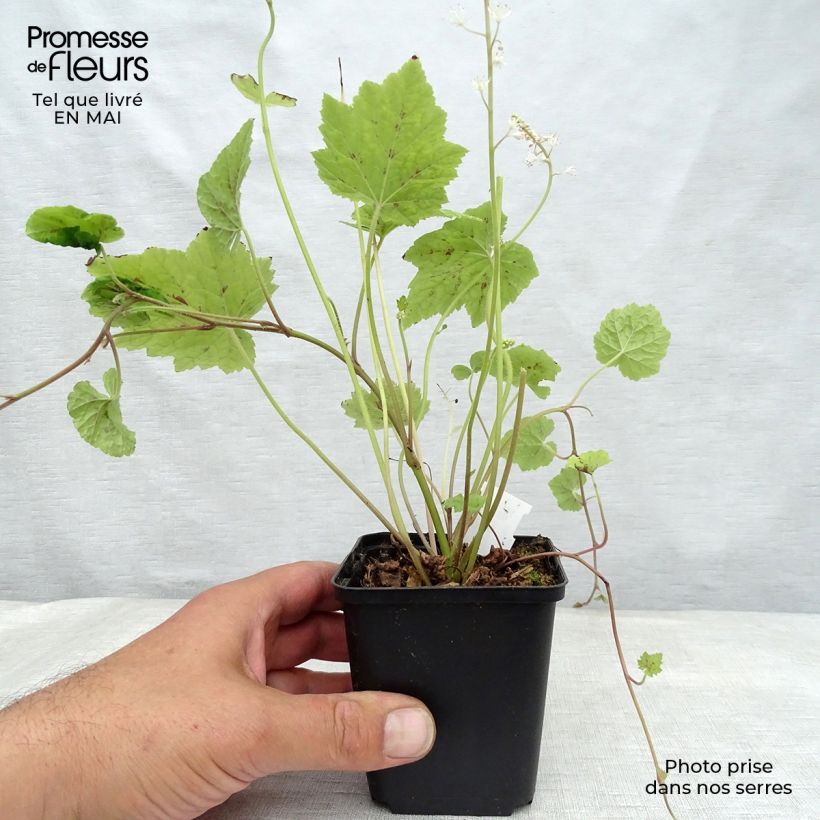 Tiarella cordifolia Appalachian Trail 8/9 cm pot sample as delivered in spring