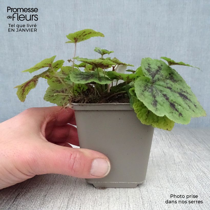 Tiarella cordifolia Appalachian Trail 8/9 cm pot sample as delivered in winter