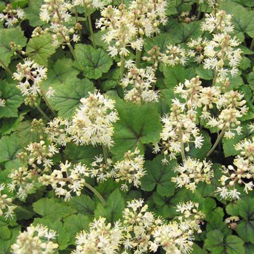 Tiarella cordifolia Brandywine (Flowering)