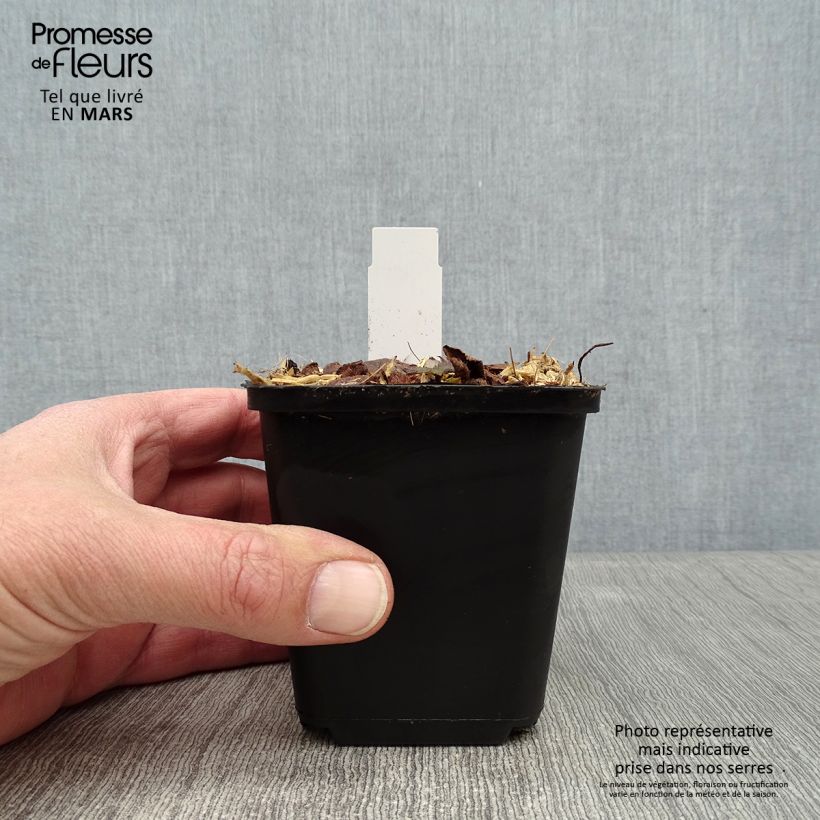 Tiarella cordifolia Brandywine 8/9 cm pot sample as delivered in winter