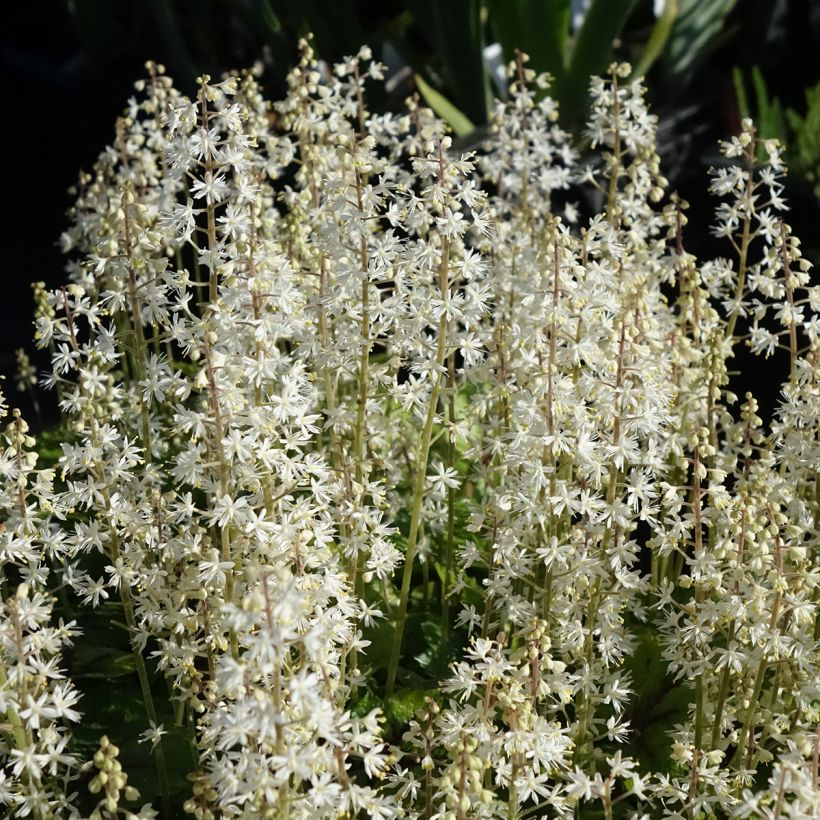 Tiarella cordifolia Brandywine (Flowering)