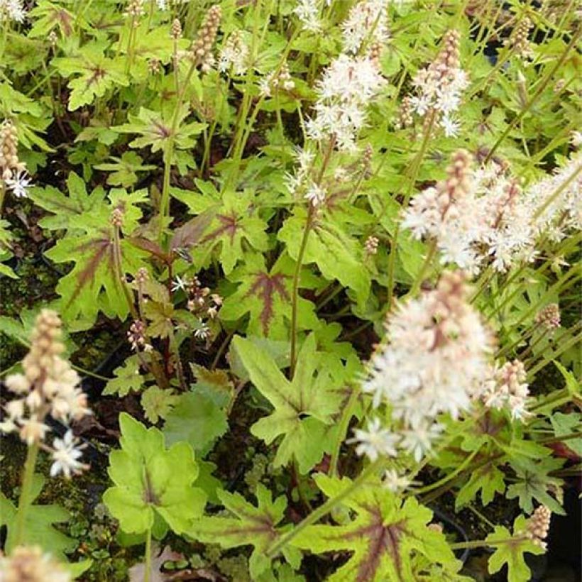 Tiarella cordifolia Mint Chocolate (Foliage)